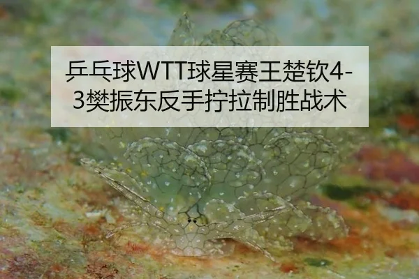 ping-pang-qiu-qiu-xing-sai-wang-chu-qin-fan-zhen-dong-fan-shou-ning-la-zhi-sheng-zhan-shu-2-137.jpg